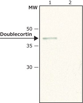 Anti-Doublecortin (N-terminal) antibody produced in rabbit ~1.5&#160;mg/mL, affinity isolated antibody, buffered aqueous solution