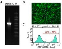 B18R-E3L RNA (human codon optimized for B18R and E3L) To strongly suppress more interferon responses than single B18R to enable more expression of a Simplicon&#174; RNA or regular mRNA(s).