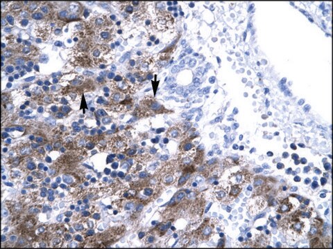 Anti-NFYA antibody produced in rabbit IgG fraction of antiserum