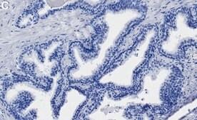 Anti-HNF-3A/FOXA1 Antibody, clone 1E5 ZooMAb&#174; Rabbit Monoclonal recombinant, expressed in HEK 293 cells