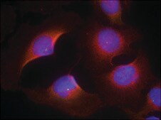 Anti-phospho-CDK6 (pTyr13) antibody produced in rabbit affinity isolated antibody