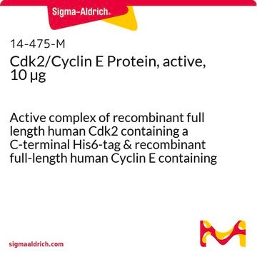 Cdk2/Cyclin E Protein, active, 10 &#181;g Active complex of recombinant full length human Cdk2 containing a C-terminal His6-tag &amp; recombinant full-length human Cyclin E containing an N-terminal GST-tag. For use in Kinase Assays.