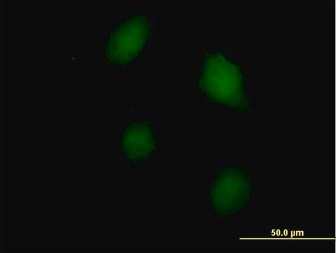 Anti-LGALS3 antibody produced in mouse purified immunoglobulin, buffered aqueous solution