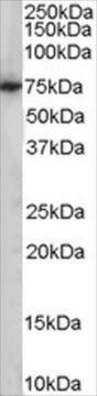 Anti-PCK2/PEPCK-M antibody produced in goat affinity isolated antibody, buffered aqueous solution