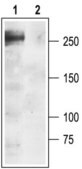 Anti-Sodium Channel, Brain Type I (&#945; subunit) antibody produced in rabbit affinity isolated antibody, lyophilized powder