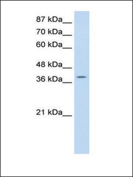 Anti-MyST4 antibody produced in rabbit affinity isolated antibody