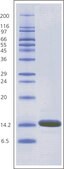 Lysozyme from chicken egg white BioUltra, lyophilized powder, &#8805;98% (SDS-PAGE), &#8805;40,000&#160;units/mg protein