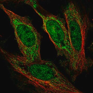 Anti-AFF1 antibody produced in rabbit Prestige Antibodies&#174; Powered by Atlas Antibodies, affinity isolated antibody