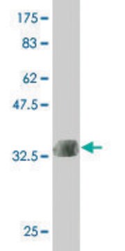 ANTI-LMTK3 antibody produced in mouse clone 5A10, purified immunoglobulin, buffered aqueous solution