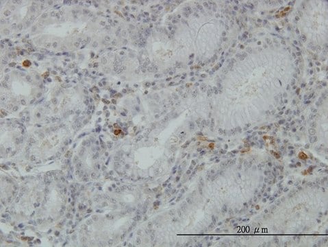 Monoclonal Anti-FGL2 antibody produced in mouse clone 6D9, purified immunoglobulin, buffered aqueous solution