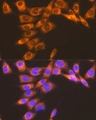 Anti-PGE receptor EP2 (PTGER2) antibody produced in rabbit