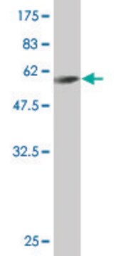 Monoclonal Anti-FTS antibody produced in mouse clone 6G8, purified immunoglobulin, buffered aqueous solution