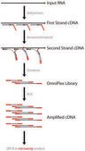 Complete Whole Transcriptome Amplification Kit DNA polymerase included, Complete Kit with optimized enzyme to amplify total RNA in &lt;4 hours, no 3&#8242; bias