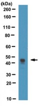 Anti-HSV-Tag&#174; Antibody, clone HSV 78 clone HSV 78, from mouse