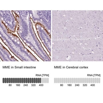 Anti-MME antibody produced in rabbit Prestige Antibodies&#174; Powered by Atlas Antibodies, affinity isolated antibody, buffered aqueous glycerol solution
