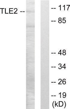 Anti-TLE2 antibody produced in rabbit affinity isolated antibody