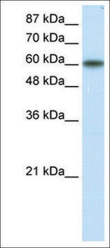 Anti-KLF11 antibody produced in rabbit IgG fraction of antiserum