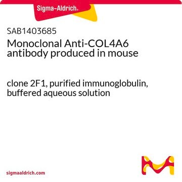 Monoclonal Anti-COL4A6 antibody produced in mouse clone 2F1, purified immunoglobulin, buffered aqueous solution