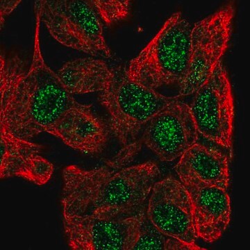 Anti-ZNF517 antibody produced in rabbit Prestige Antibodies&#174; Powered by Atlas Antibodies, affinity isolated antibody