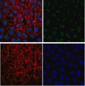Anti-dimethyl-Histone H3 (Lys4) Antibody, Alexa Fluor&#8482; 488 conjugate from rabbit, ALEXA FLUOR&#8482; 488