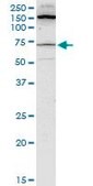 Monoclonal Anti-BLK antibody produced in mouse clone 3E5-3A8, purified immunoglobulin, buffered aqueous solution