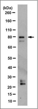 Anti-HLCS Antibody, clone 2C2.1 clone 2C2.1, from mouse