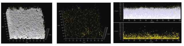 Anti-Z-DNA Antibody, clone Z22 ZooMAb&#174; Mouse Monoclonal recombinant, expressed in HEK 293 cells