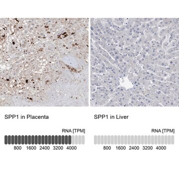 Anti-SPP1 antibody produced in rabbit Prestige Antibodies&#174; Powered by Atlas Antibodies, affinity isolated antibody, buffered aqueous glycerol solution