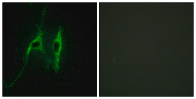 Anti-CYB5 antibody produced in rabbit affinity isolated antibody