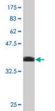 Monoclonal Anti-ID1 antibody produced in mouse clone 1B10, purified immunoglobulin, buffered aqueous solution