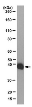 Anti-LacI Antibody, clone 9A5 clone 9A5, from mouse