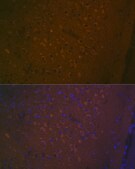 Anti-5HT7 Receptor Antibody, clone 4E6D2, Rabbit Monoclonal