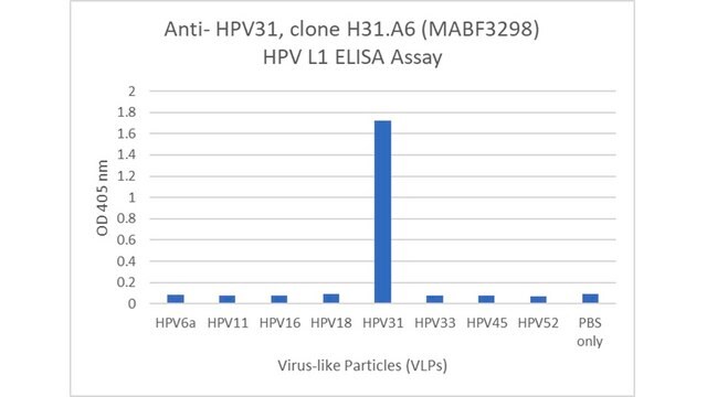 Anti-HPV31 Antibody, clone H31.A6