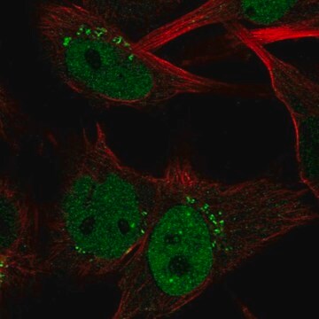 Anti-CLSPN antibody produced in rabbit Prestige Antibodies&#174; Powered by Atlas Antibodies, affinity isolated antibody