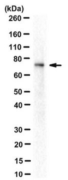 Anti-AMPK alpha 1/2 Antibody, clone 34.2 clone 34.2, from mouse