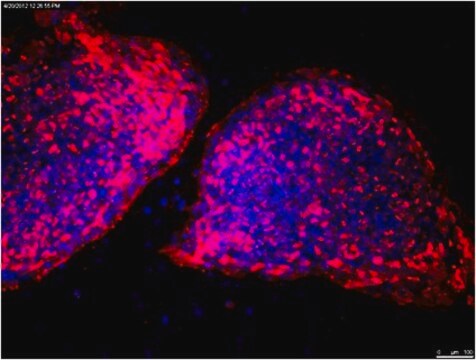 Anti-TRA-1-60 Antibody, clone TRA-1-60, Cy3 conjugate clone TRA-1-60, from mouse, CY3 conjugate