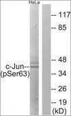 Anti-phospho-c-Jun (pSer63) antibody produced in rabbit affinity isolated antibody