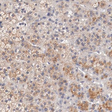 Anti-SEMA5A antibody produced in rabbit Prestige Antibodies&#174; Powered by Atlas Antibodies, affinity isolated antibody, buffered aqueous glycerol solution