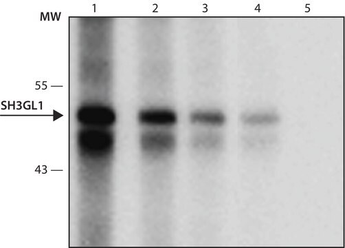 Monoclonal Anti-SH3GL1 (C-terminal) antibody produced in mouse clone Ep2.17, purified from hybridoma cell culture