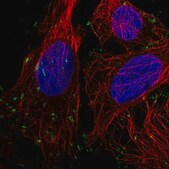 Anti-VCL antibody produced in rabbit Prestige Antibodies&#174; Powered by Atlas Antibodies, affinity isolated antibody