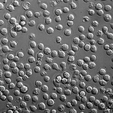 Safe Harbor Landing Pad Cell Line Jurkat T-Lymphocytes