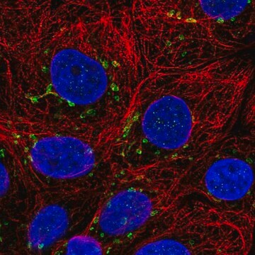 Anti-CCNI antibody produced in rabbit Prestige Antibodies&#174; Powered by Atlas Antibodies, affinity isolated antibody