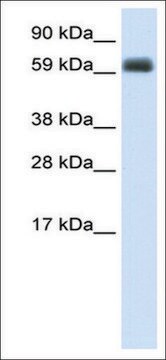 Anti-TBX21 (AB1) antibody produced in rabbit IgG fraction of antiserum