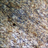 Anti-phospho-PLD1 (pSer561) antibody produced in rabbit affinity isolated antibody