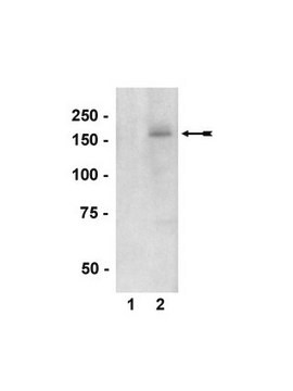 Anti-phospho-nNOS/NOS I (Ser1417) Antibody Upstate&#174;, from rabbit