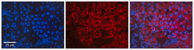 Anti-HSPA1A antibody produced in rabbit IgG fraction of antiserum