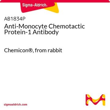 Anti-Monocyte Chemotactic Protein-1 Antibody Chemicon&#174;, from rabbit