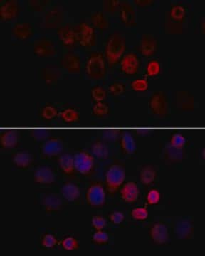 Anti-Caspase 3 antibody produced in rabbit