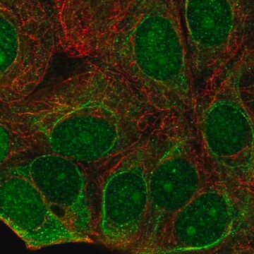 Anti-C7orf26 antibody produced in rabbit Prestige Antibodies&#174; Powered by Atlas Antibodies, affinity isolated antibody