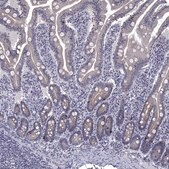 Anti-HTR4 antibody produced in rabbit Prestige Antibodies&#174; Powered by Atlas Antibodies, affinity isolated antibody, buffered aqueous glycerol solution